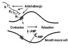 Mechanism of Suspension